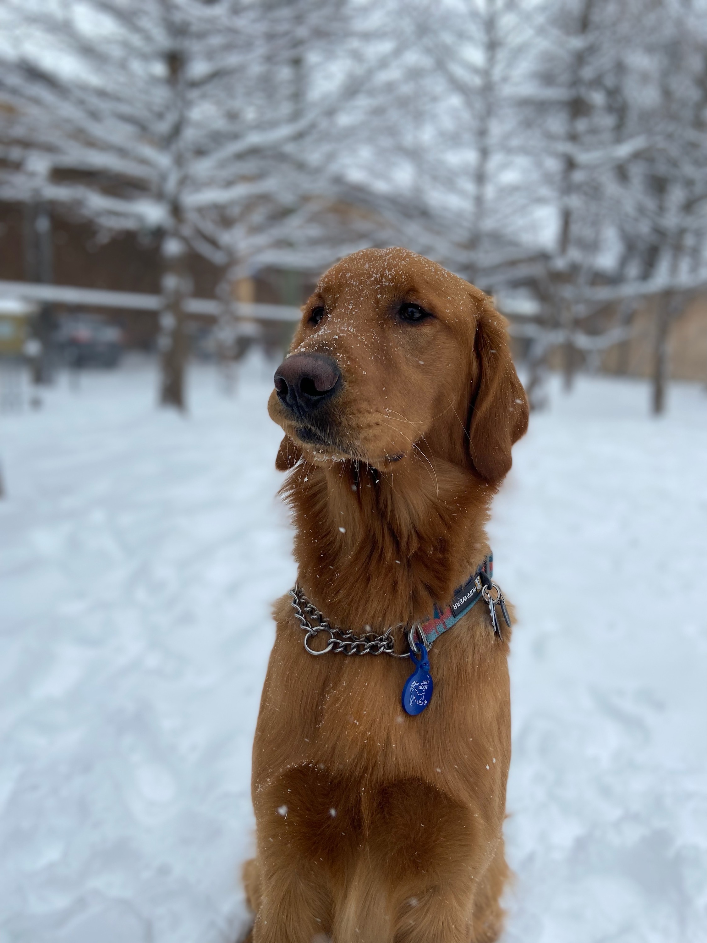 Picture of my good boy